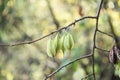 Mountain silverbell, Halesia monticola, twig with fruit Royalty Free Stock Photo